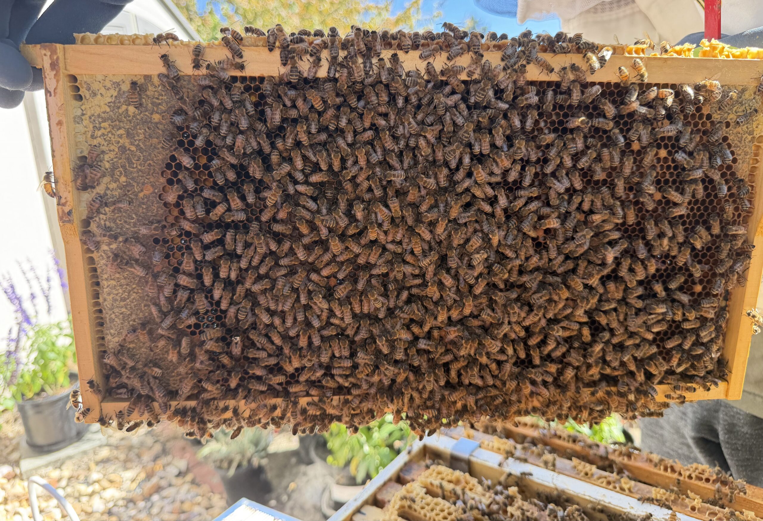 Frame 6 side B