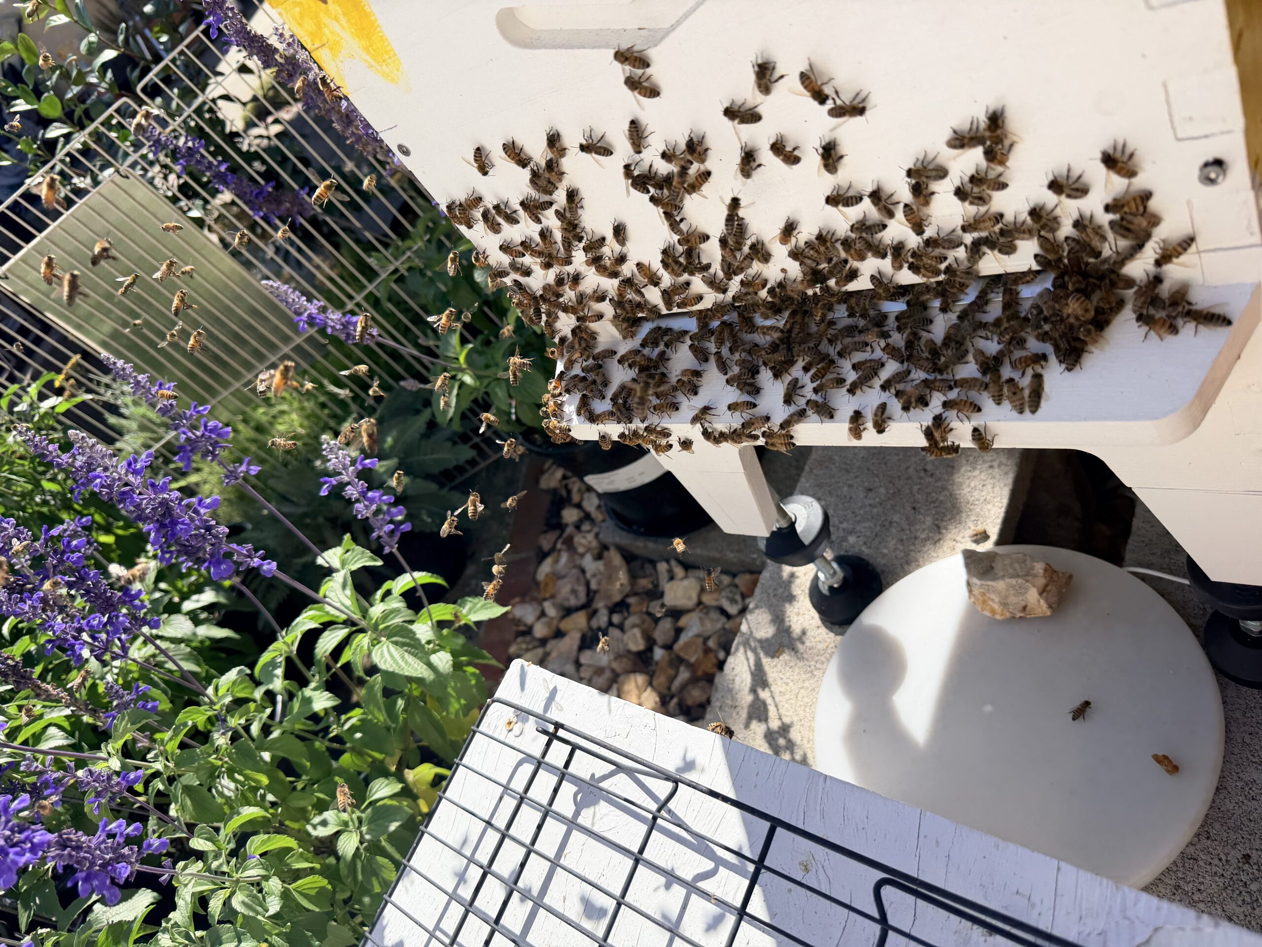 Front entrance lots of bees